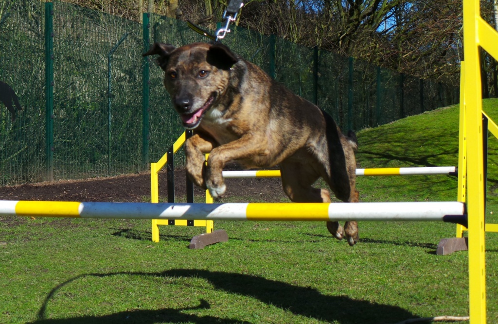 Photo 4 - Stella loves showing off her agility skills.