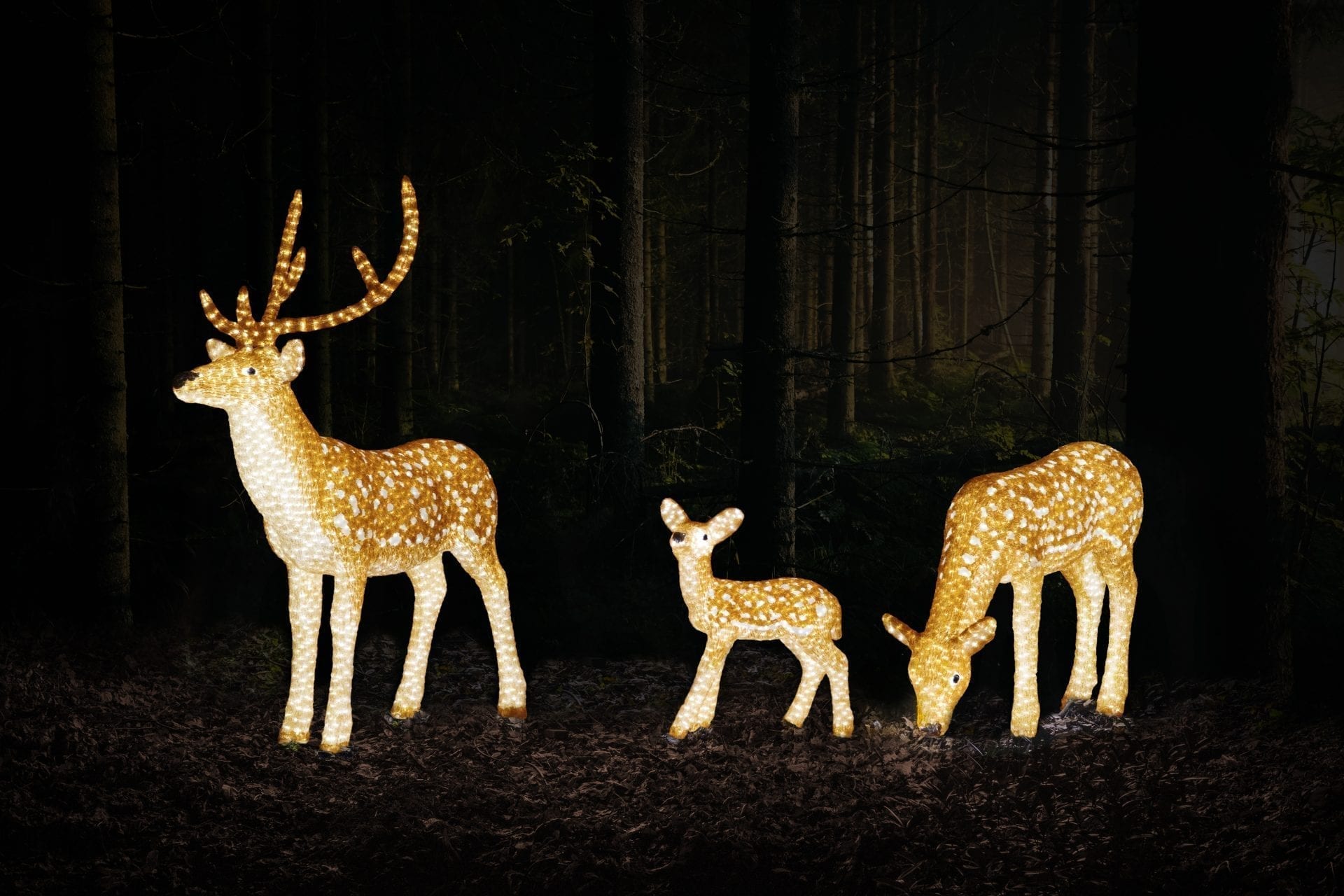Enchanted will be back at Knowsley Safari this Christmas, bigger and brighter than ever before