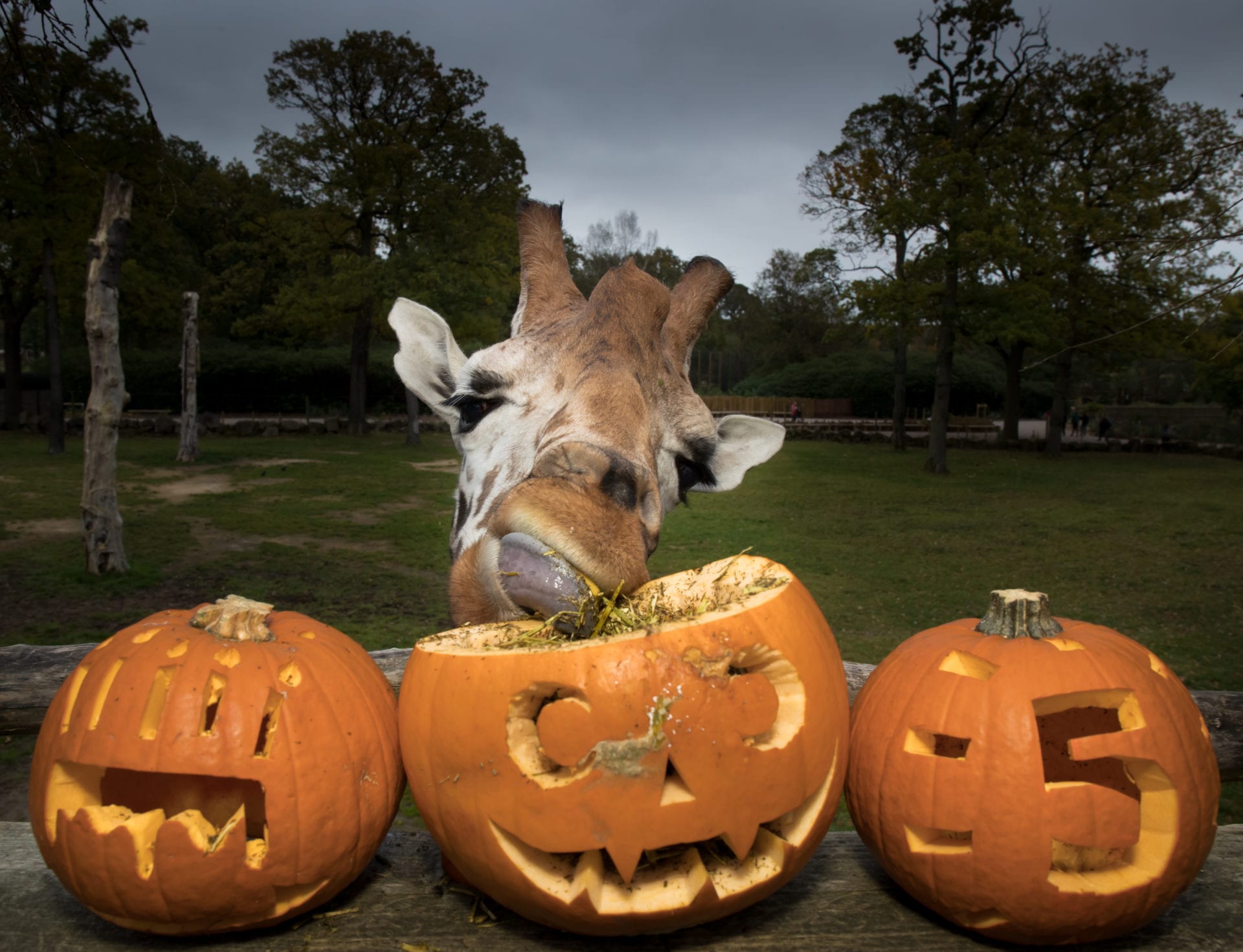 Knowsley Safari – Halloween
