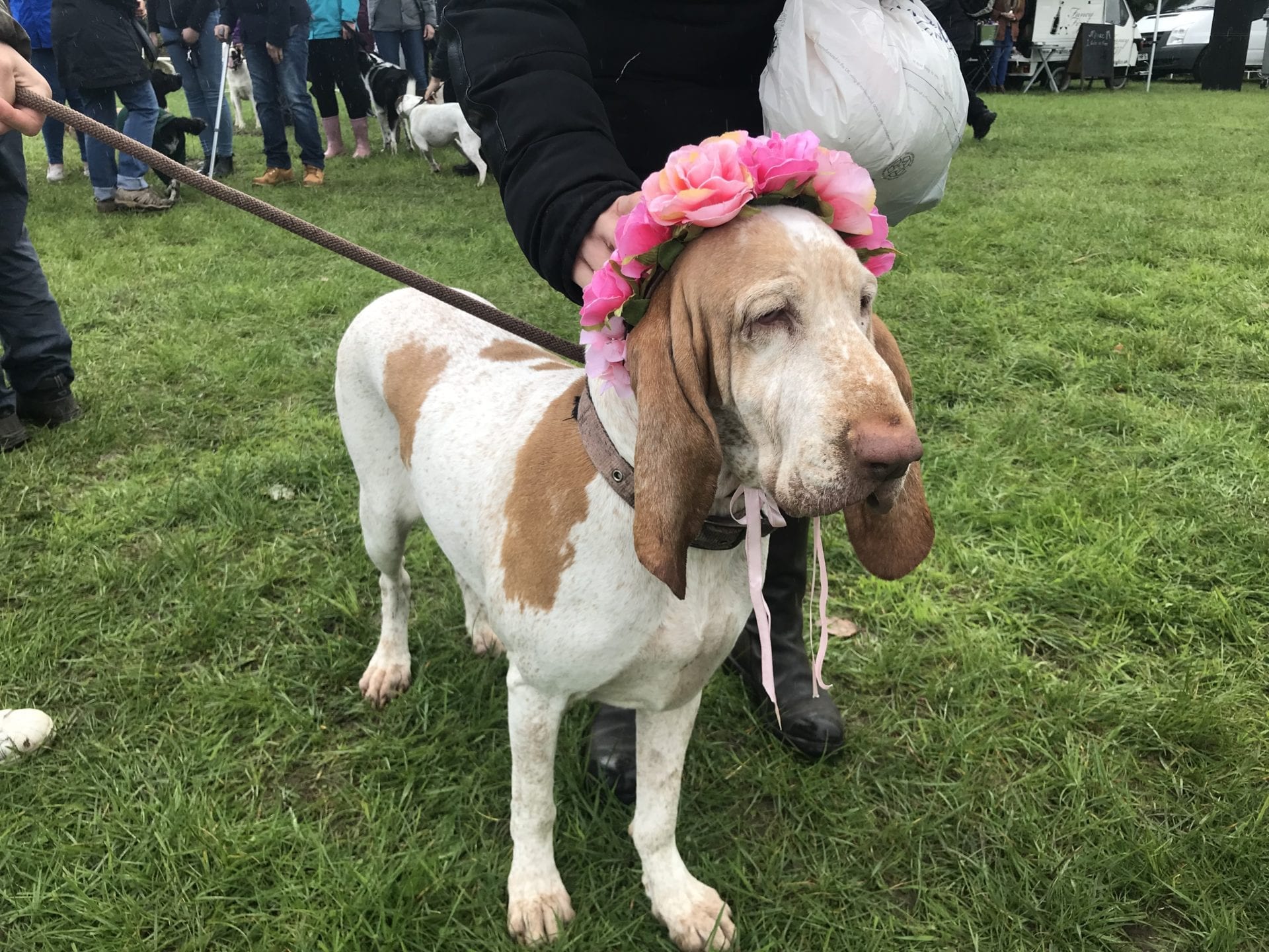 The Mowgli Trust Dog Show is returning to Claremont Farm this July