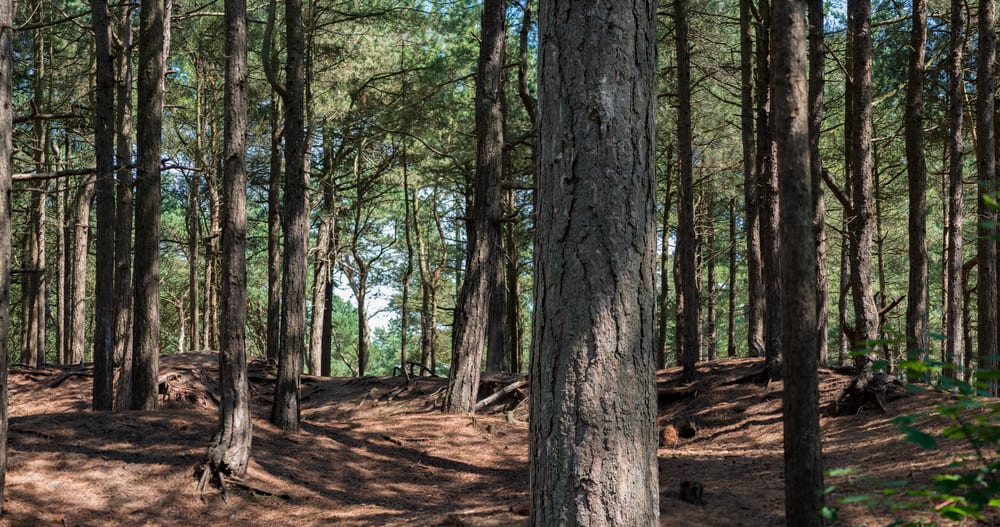 Spring Trail brings puzzles and obstacles to Formby this Easter for the Roy Castle Lung Cancer Foundation
