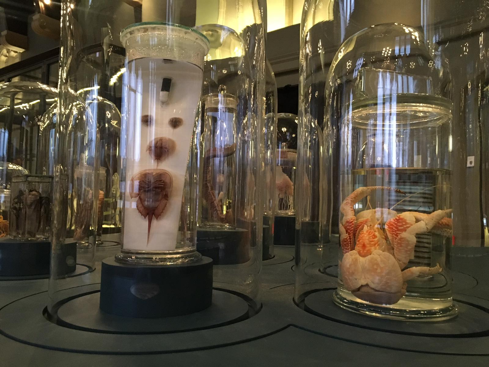 Alien-like creatures come to life at Victoria Gallery & Museum through augmented reality