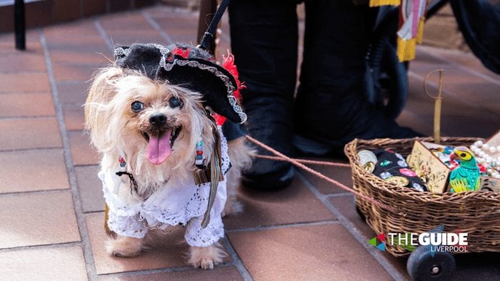 Guide Live: Your Monday roundup has sailing Queens and dressed up dogs in it