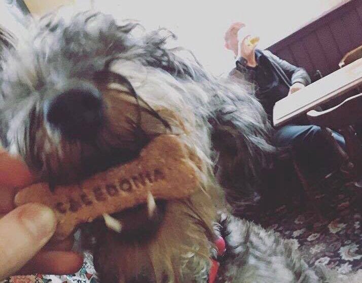 There’s a Dog Social happening at The Caledonia this weekend