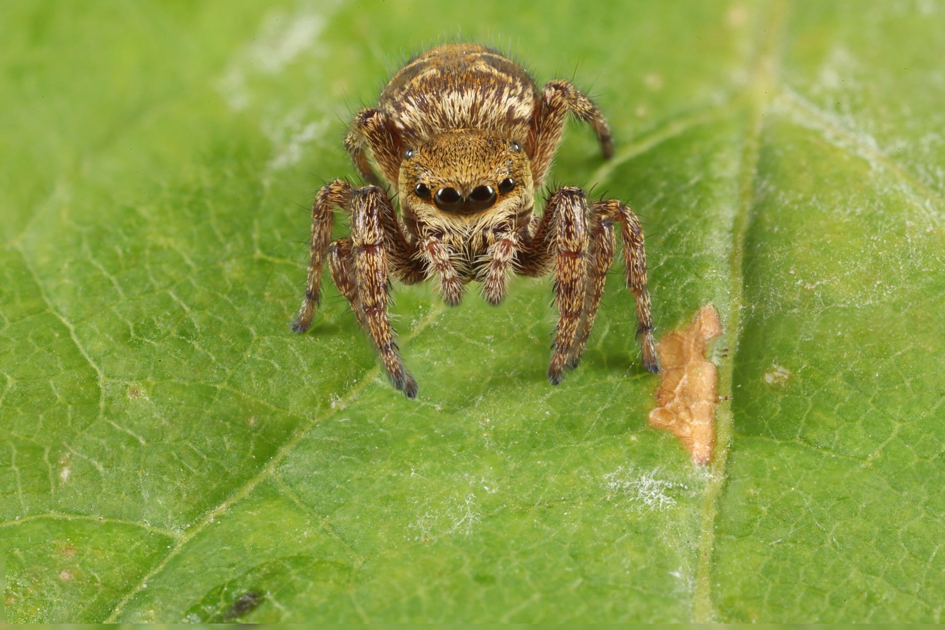 Arachnophobics look away now – Spider has Museum Team Jumping