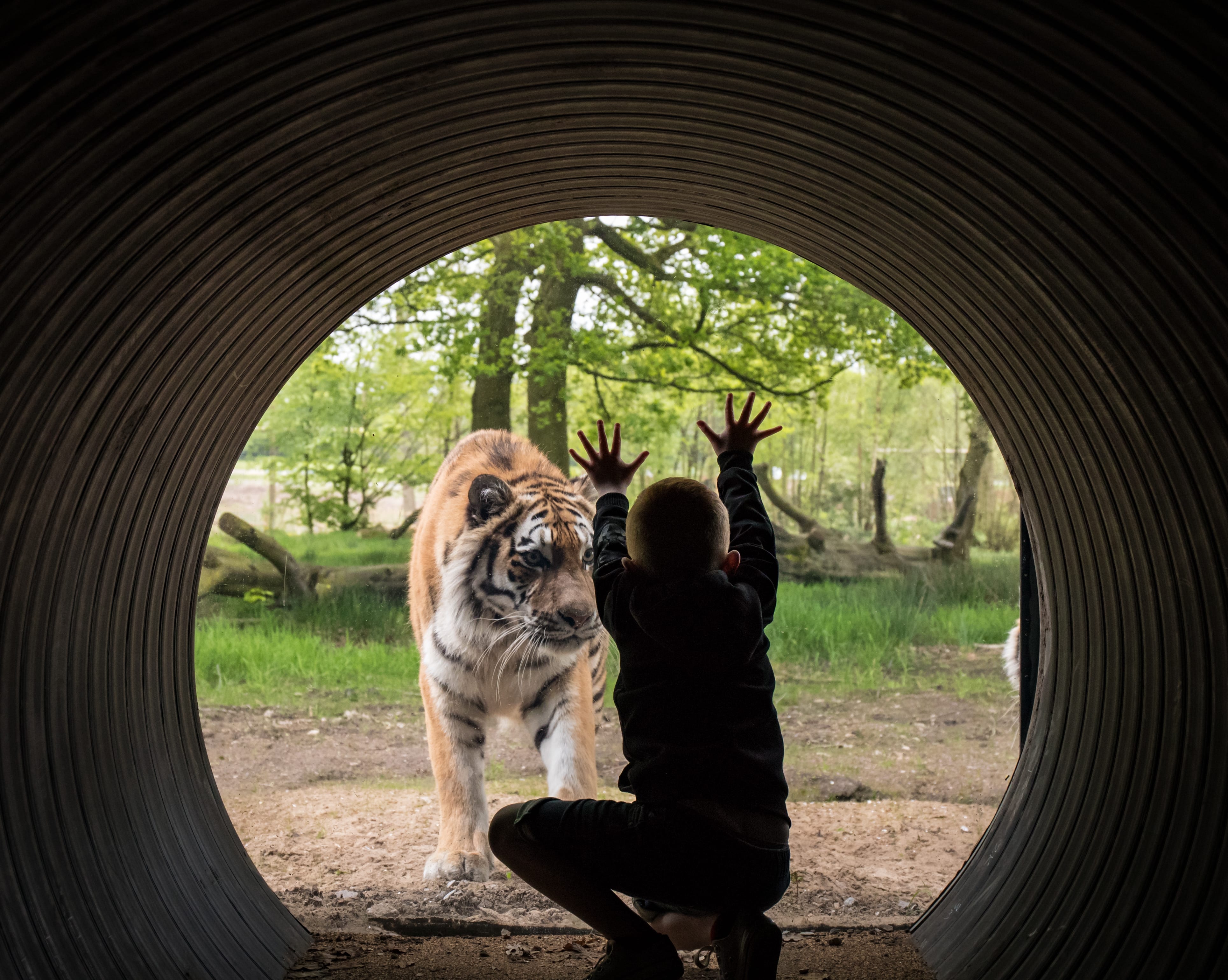 knowsley safari park tiger experience