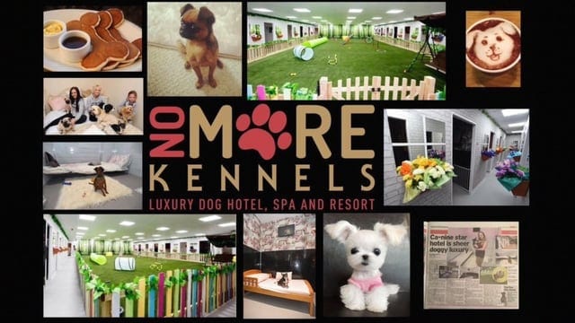 9 Reasons why K9 lovers will love No More Kennels luxury dog hotel
