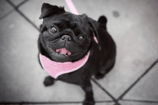 Treat your pooch to the Christmas Bottomless Pug Brunch