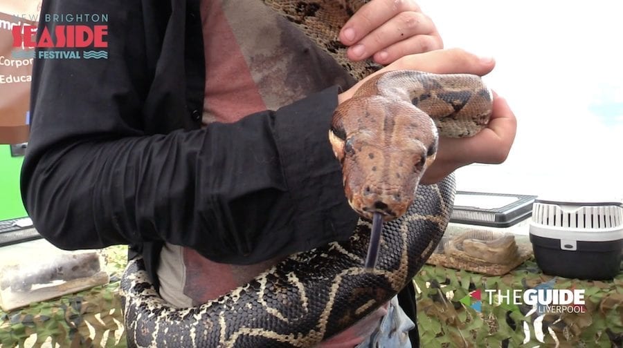 New Brighton Seaside Fest: We made a few new friends with Chester Exotic Animals