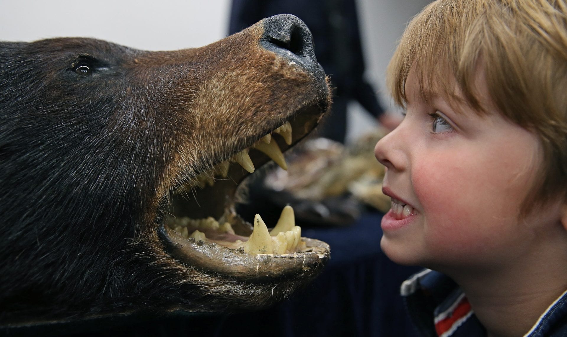 Live animals, sniffer dog demonstrations and more at Seized! family day