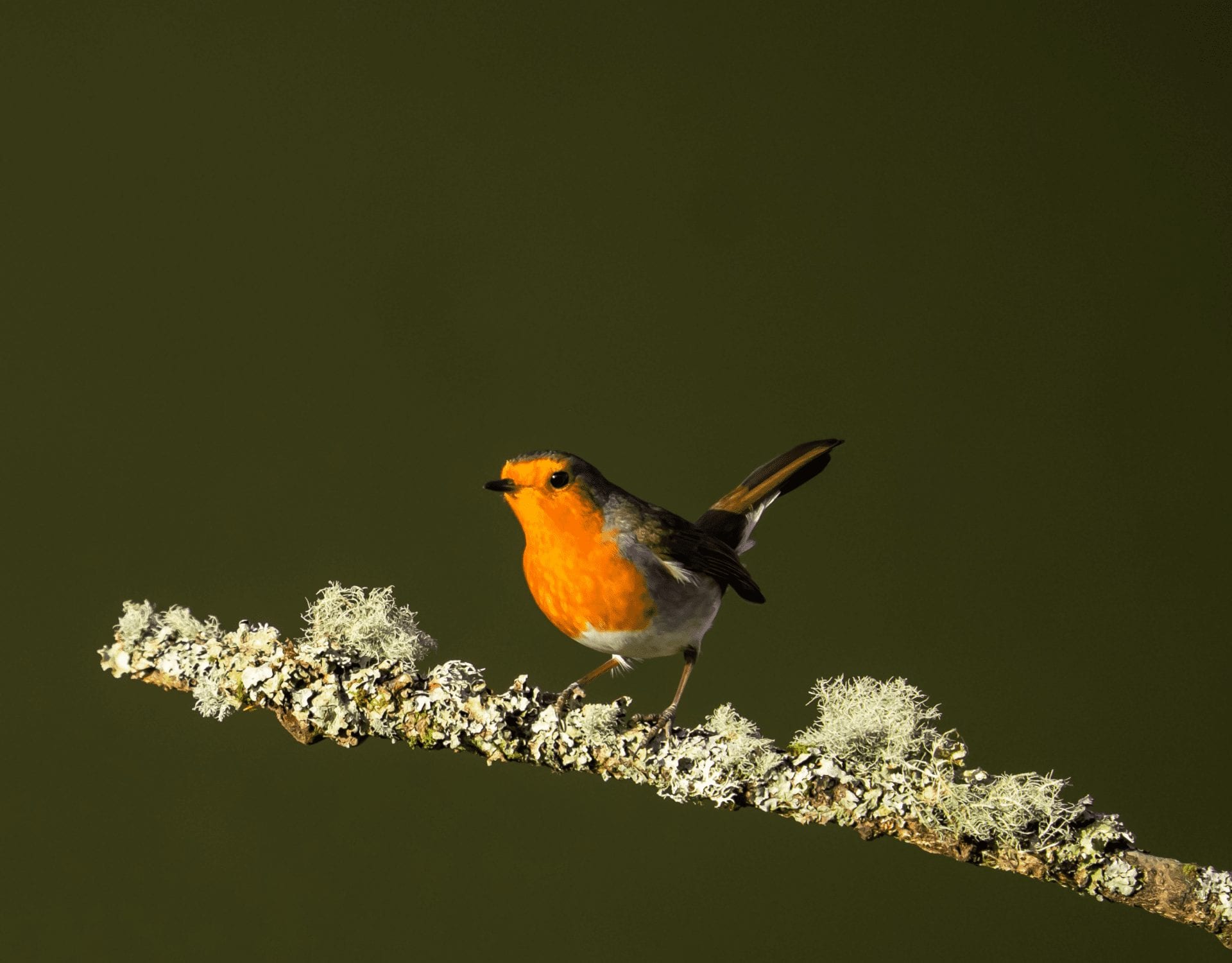 Knowsley Safari has launched a campaign to help people take care of garden birds this winter