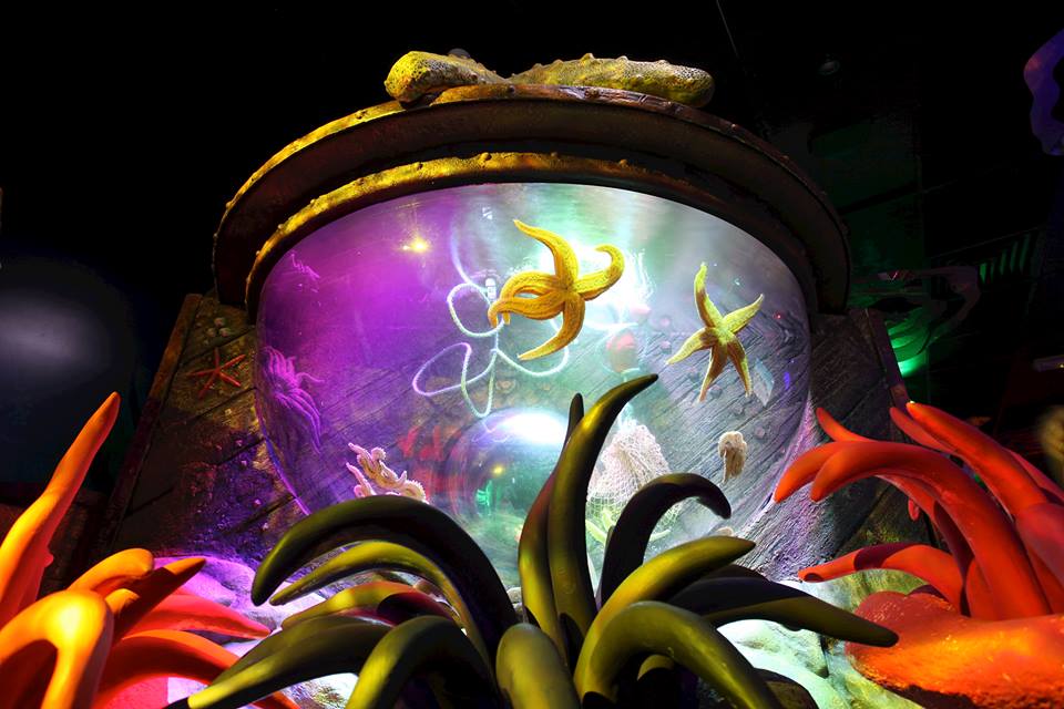 6 Things You’ll Love about the brand new Sea Stars attraction at Sea Life Blackpool