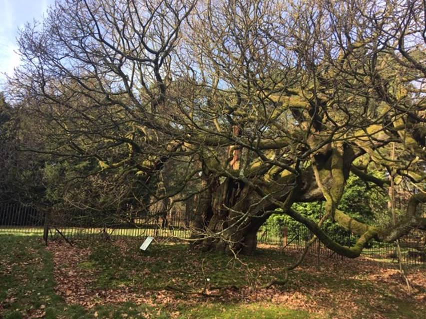 The Allerton Oak in Calderstones Park