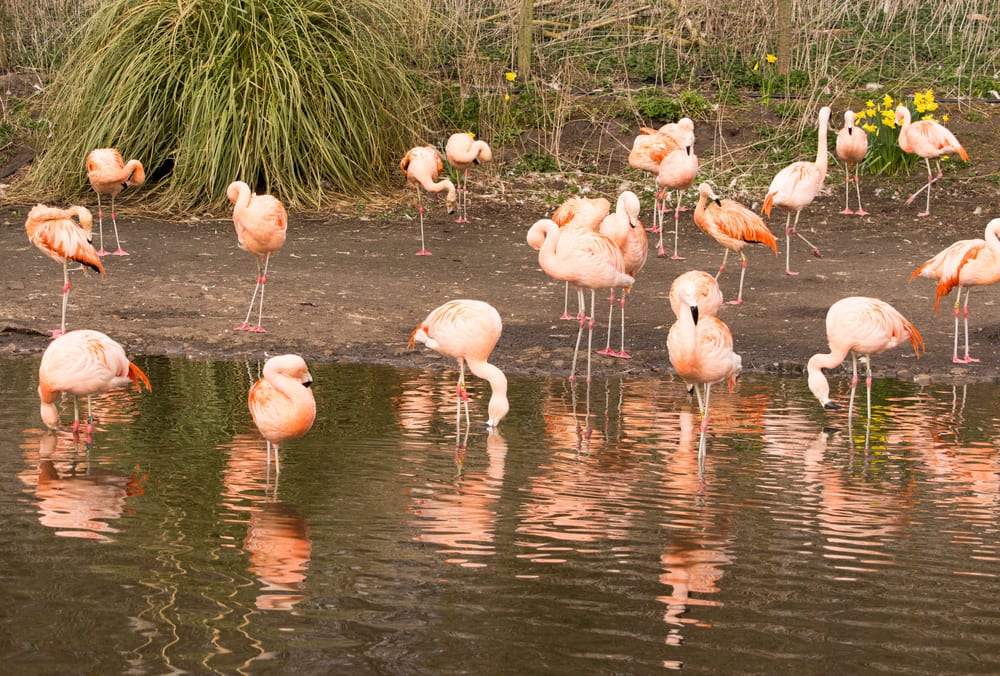 WWT Martin Mere Wetland Centre | The Guide Liverpool