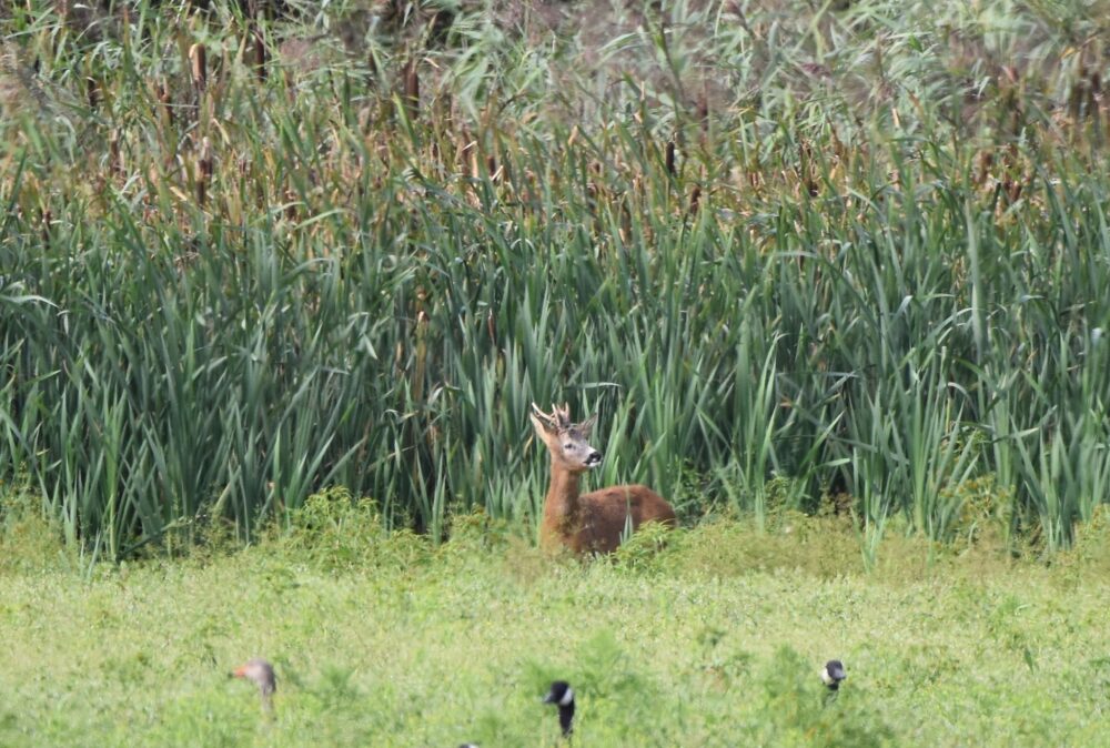 WWT Martin Mere