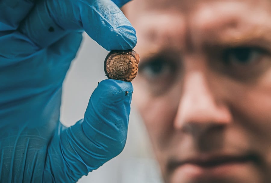 Chester Zoo experts save tiny snails from extinction