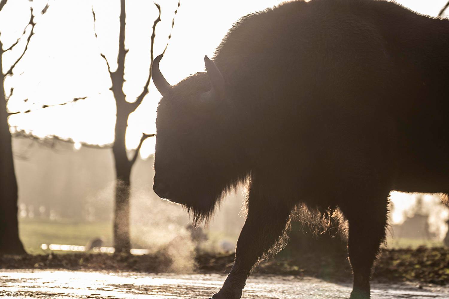 Knowsley Safari is now fully closed to the public until further notice due to coronavirus crisis