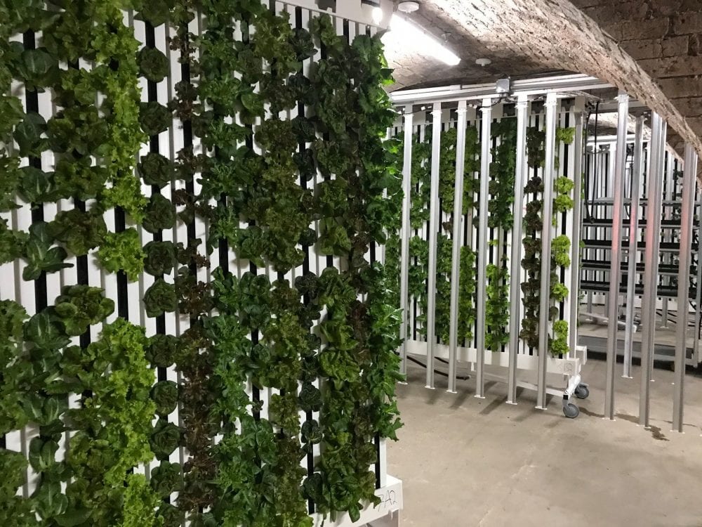 Greens For Good By Farm Urban