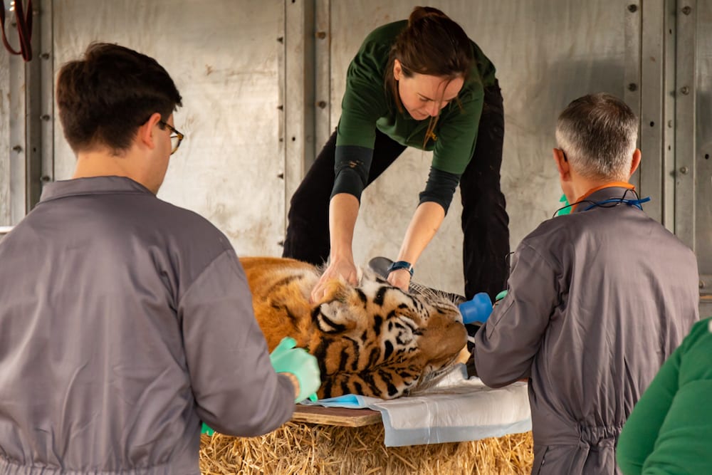 Knowsley Safari launches Home School Safari during Lockdown