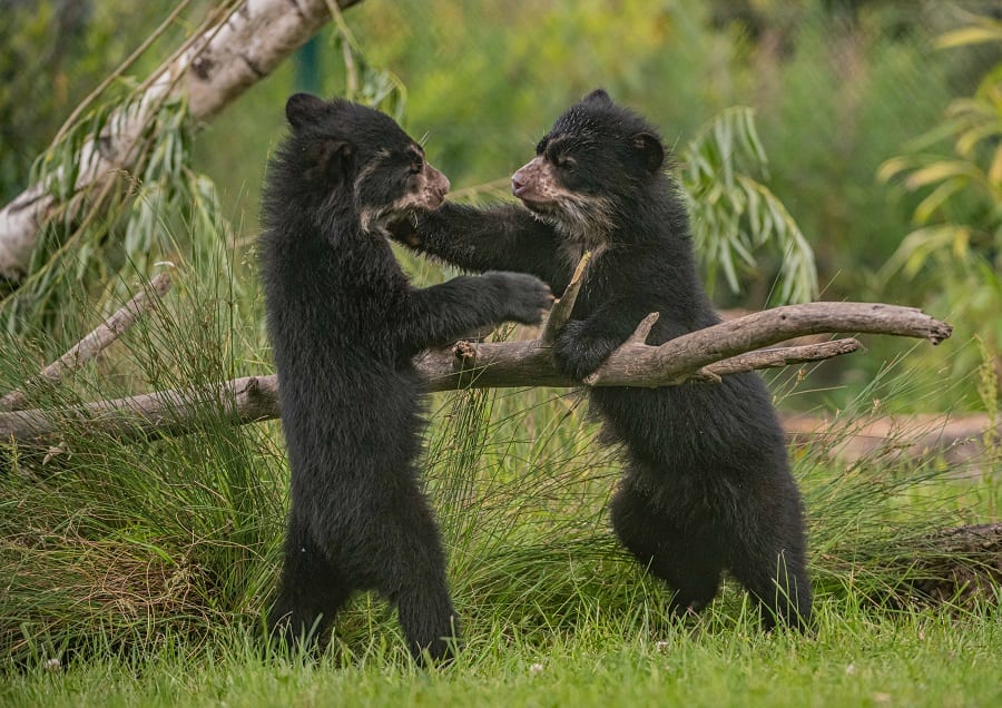 The UK’s first ever twin Andean Bear Cubs have been born at Chester Zoo