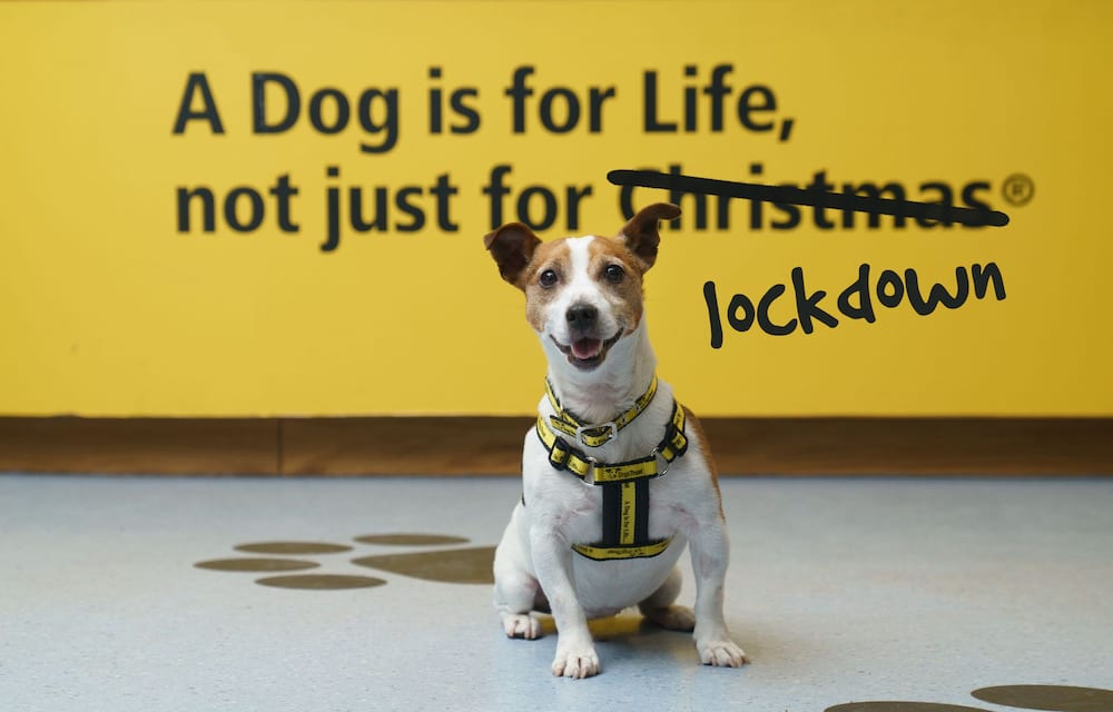 The Dogs Trust has warned that the pandemic could result in up to 40,000 homeless dogs