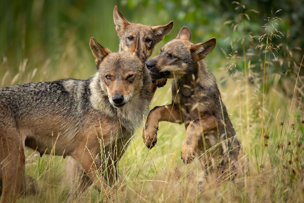 Meet the new wolf pups at Knowsley Safari