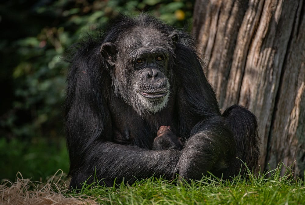 Look at the critically endangered baby chimpanzee born at Chester Zoo