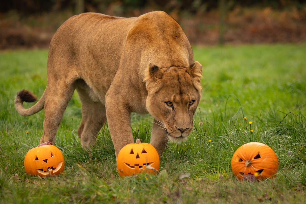 Knowsley Safari lines up a number of October half-term activities