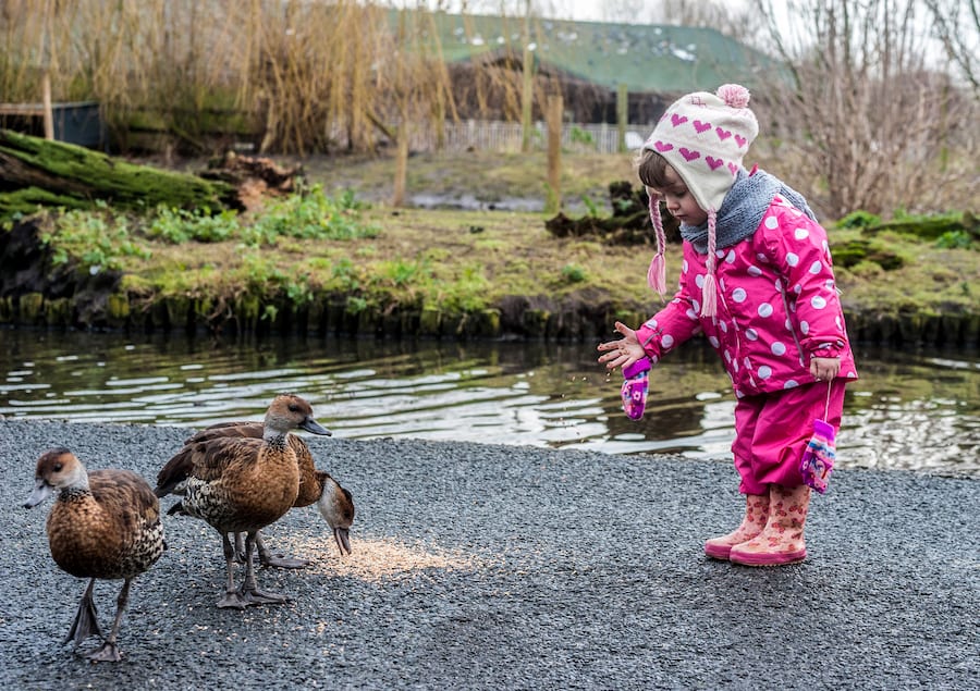 There’s loads to see and do at WWT Martin Mere this Autumn
