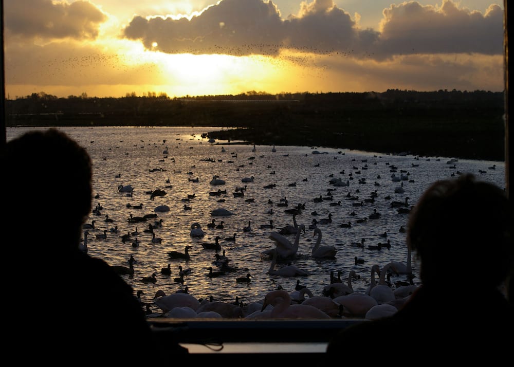 An incredible 75 year milestone for WWT charity which runs Martin Mere wetland centre