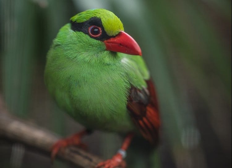 Chester Zoo launches new vital new 10-year plan to help prevent wildlife extinction