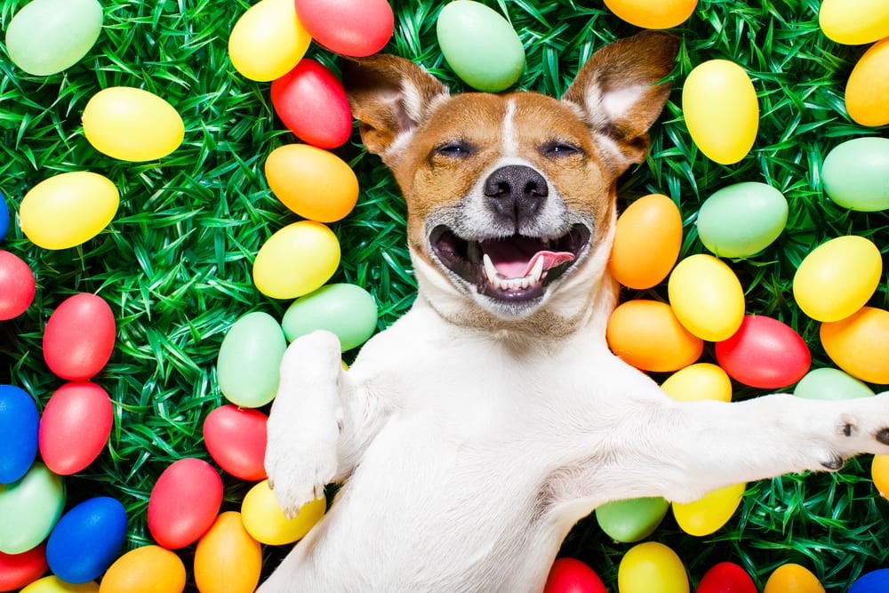 How to keep your dog healthy over Easter