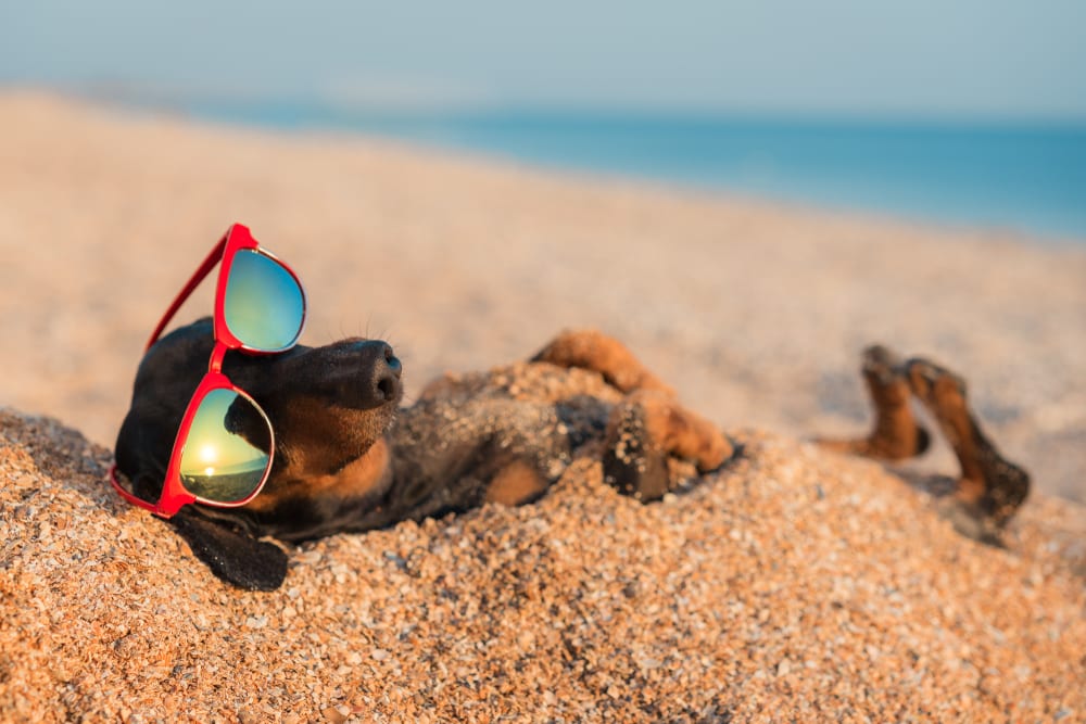 Liverpool pet care company gives their top tips for happy and healthy staycations with your dog