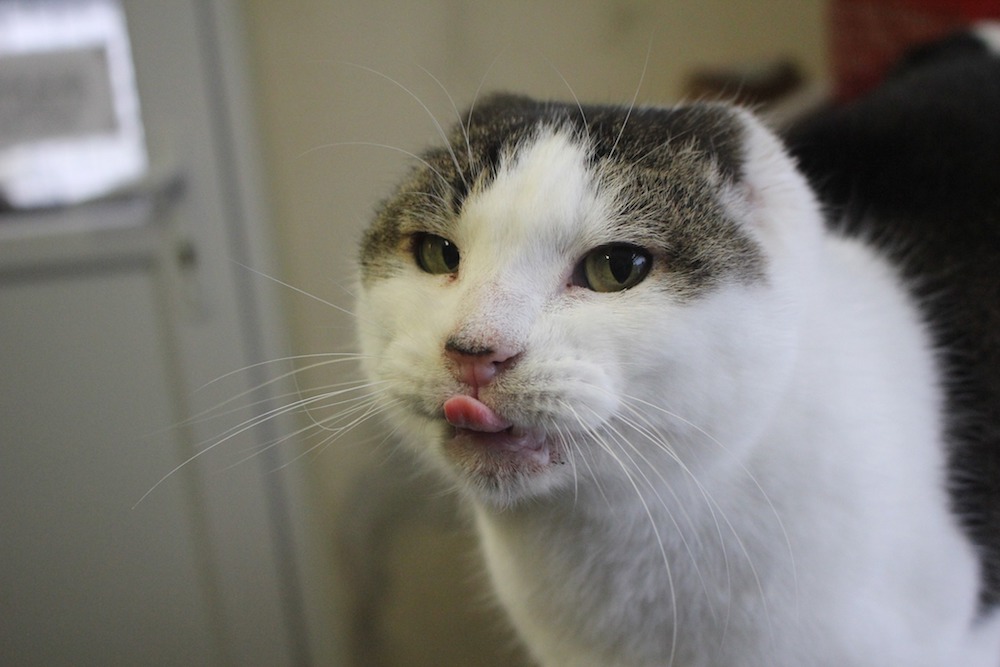 Meet Mikey, the cat with no ears who’s looking for a new home