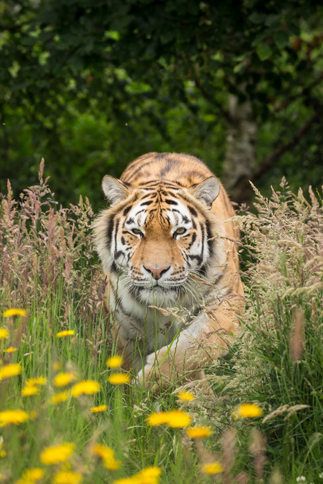 Knowsley Safari