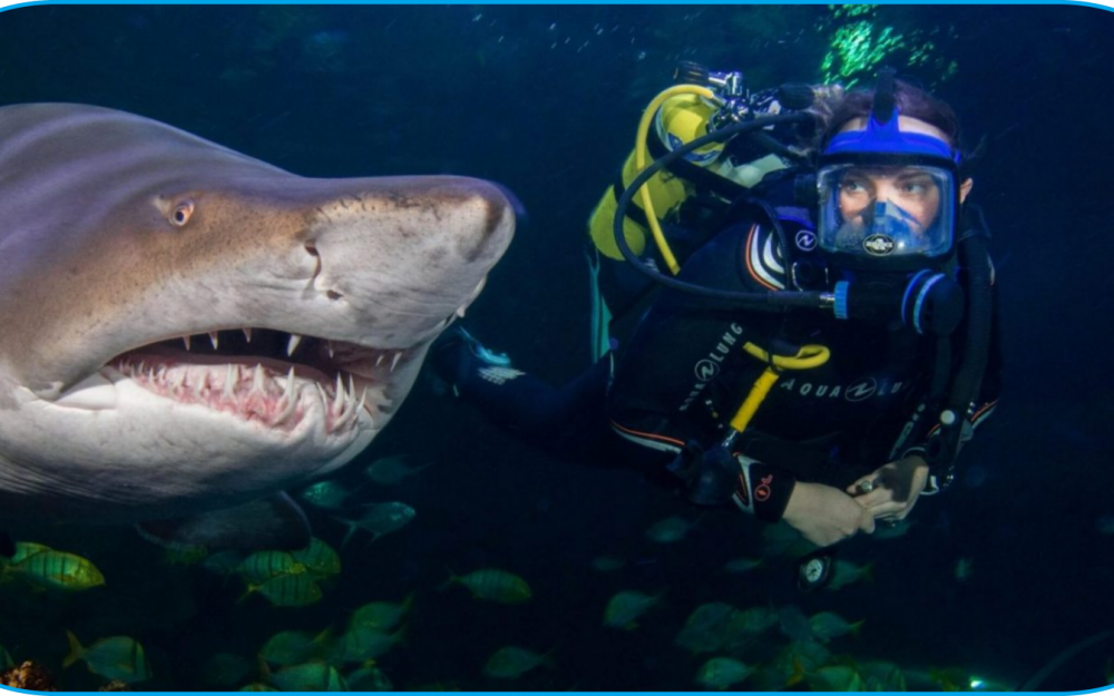 A team of fundraisers are taking on a shark dive to raise money for Birkenhead charity, NYAS