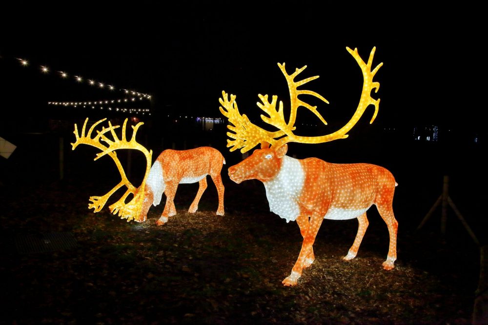 Prepare to be Enchanted at Knowsley Safari this festive season