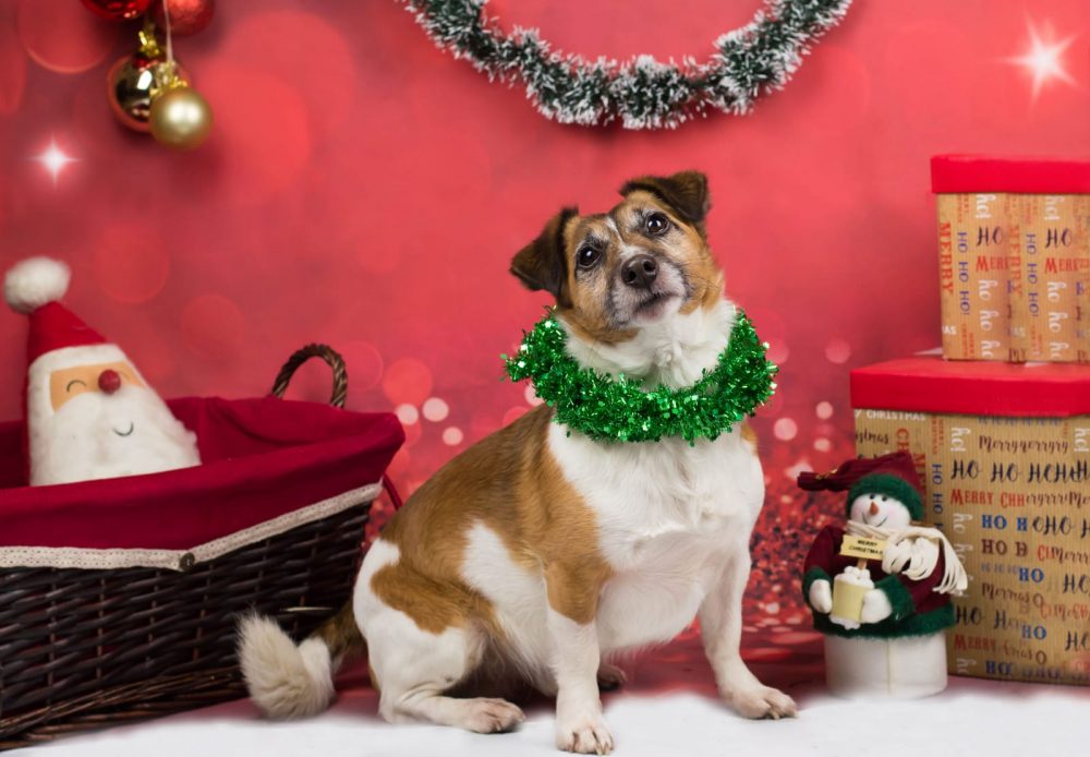 Freshfields Animal Rescue is putting on Christmas Dinner for its canine residents – and here’s how you can help