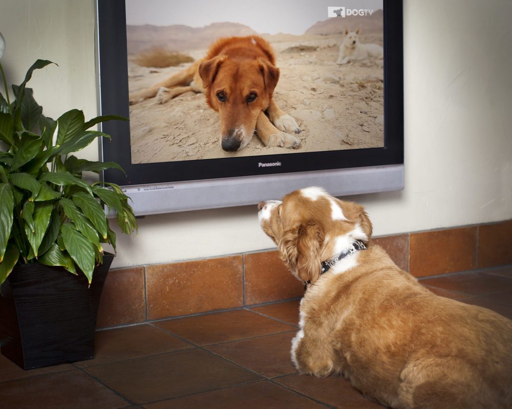 A new TV network is launching in the UK for dogs and their owners