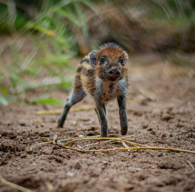 Christmas comes early to Chester Zoo as one of the world’s rarest pigs is born there