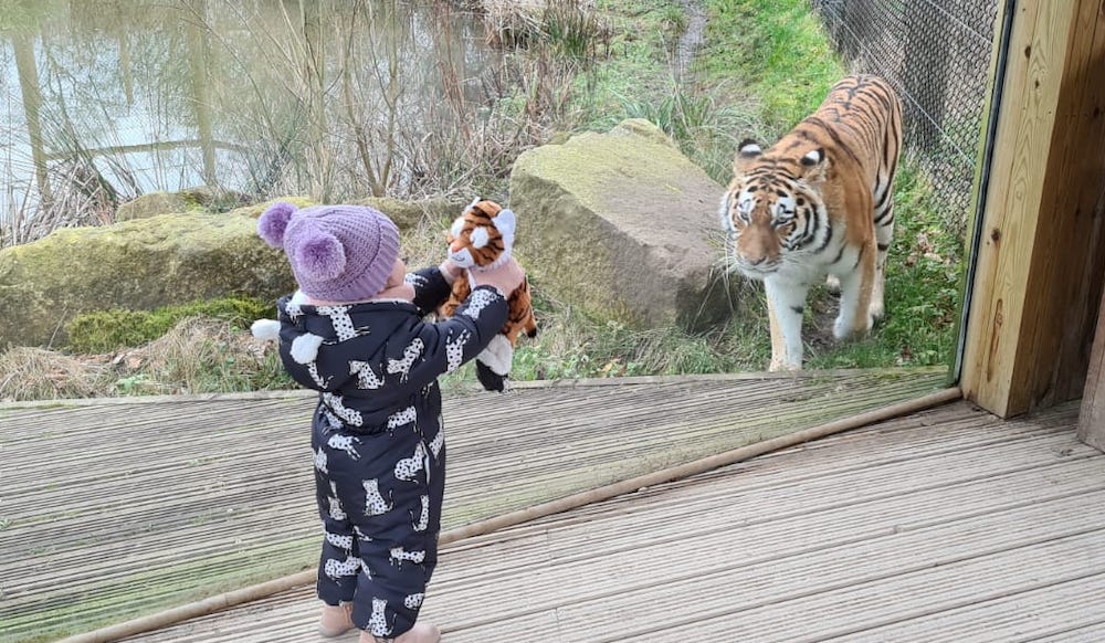 Knowsley Safari celebrates Chinese Year of the Tiger with their very own tiger pack