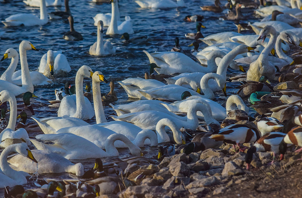 Watch: Winter is an amazing season to explore WWT Martin Mere Wetlands Centre
