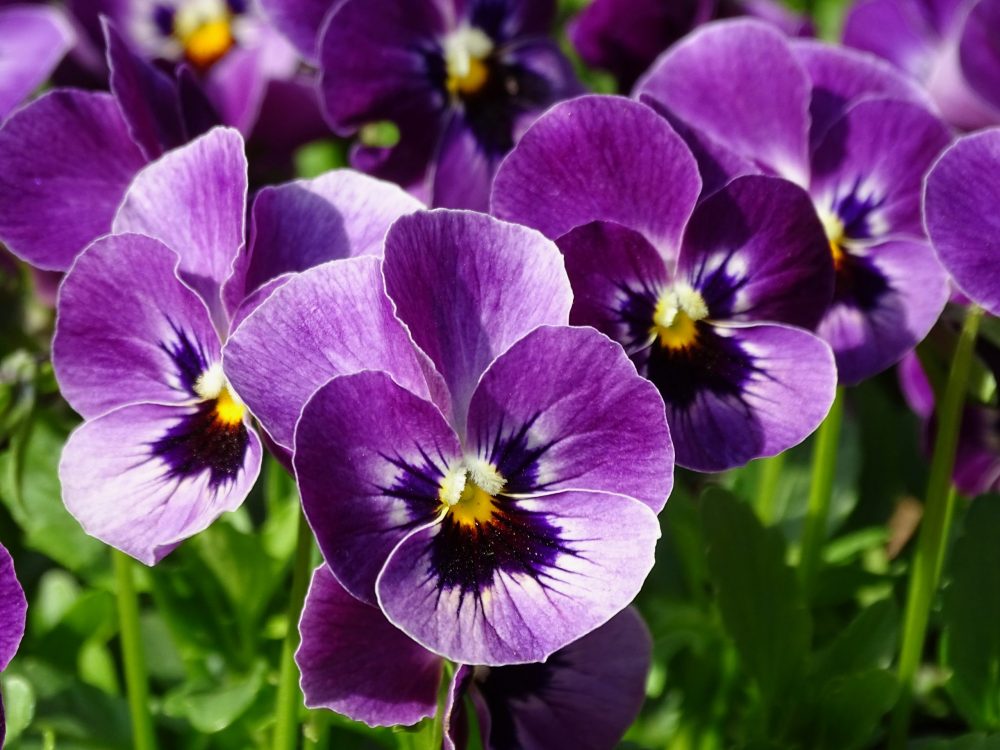 Spring has sprung at Dobbies Liverpool | The Guide Liverpool