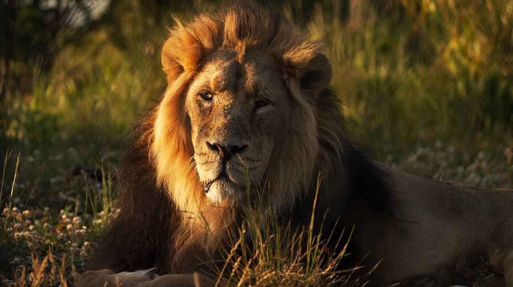 Chester Zoo