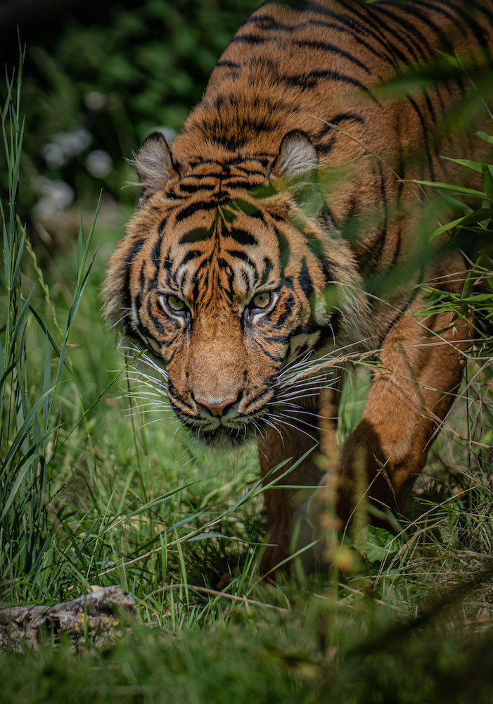 Chester Zoo - Sumatran Tiger