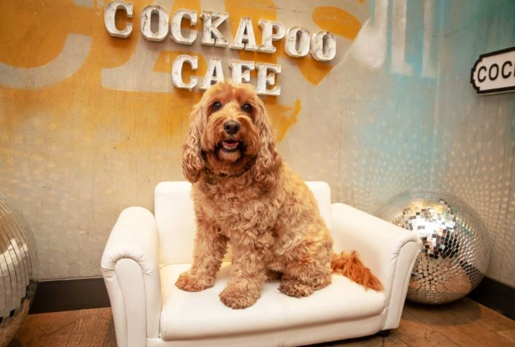 Second date planned as Liverpool’s first Cockapoo Café at Tempest on ...