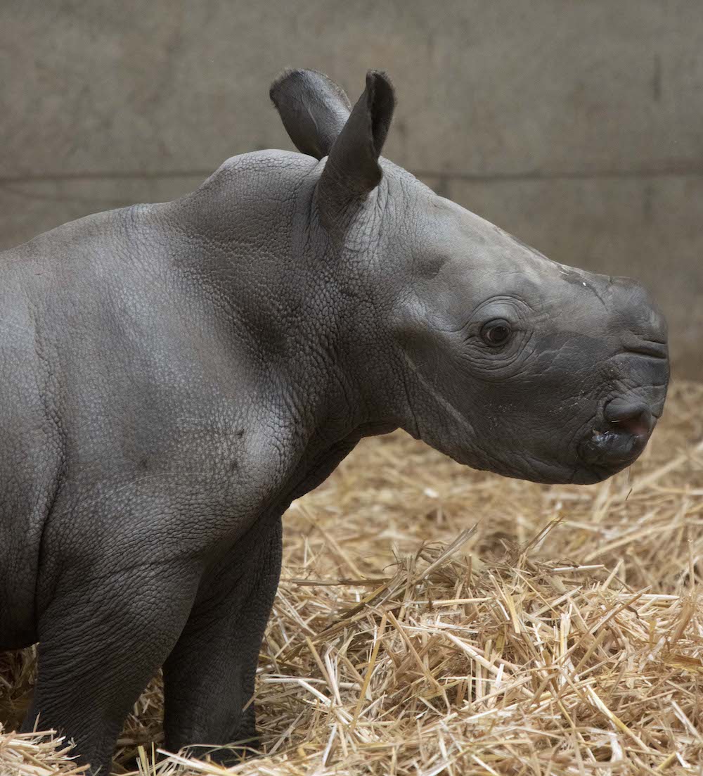 Knowsley Safari want your help naming their new baby rhino