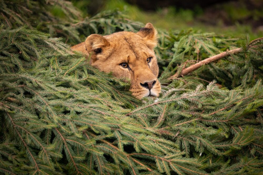 You can donate your old Christmas tree to one of the animals at