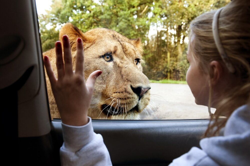 Days out in the Liverpool City Region
Picture: Knowsley Safari