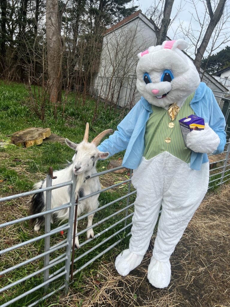 easter bunny and the therapy goat, bruce!